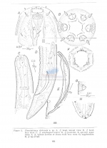 Choniolaimus chiliensis