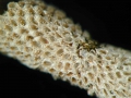 Bryozoa (moss animals)