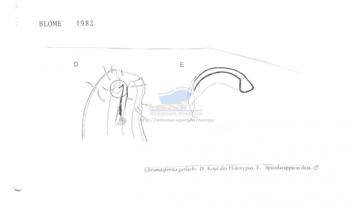 Chromaspirina gerlachi