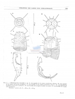 Chromaspirina renaudae