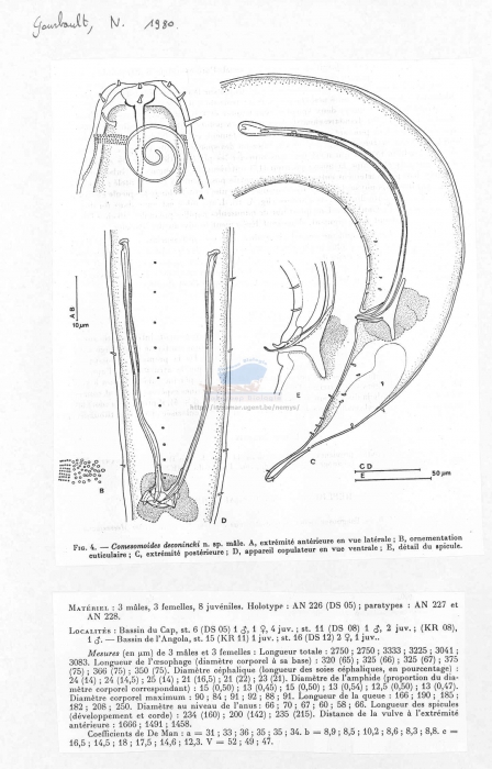 Comesomoides deconincki