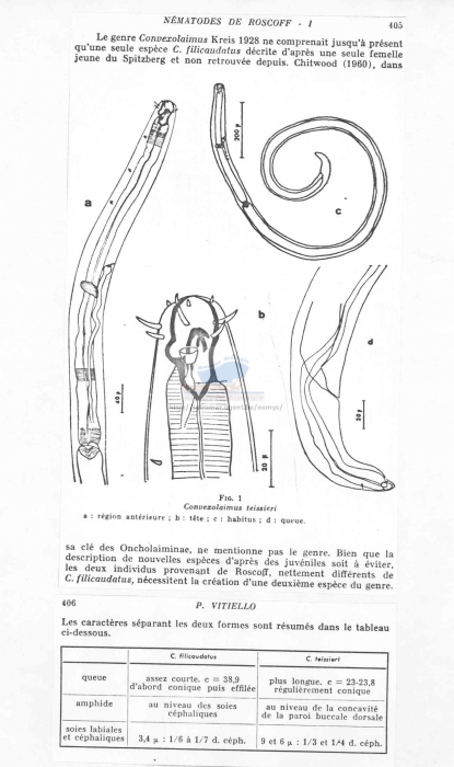 Convexolaimus tessieri