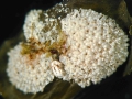 Bryozoa (moss animals)