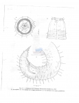Nematode file-library of the Marine Biology Section (Ghent University, Belgium)