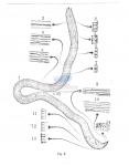 Croconema mammillatum