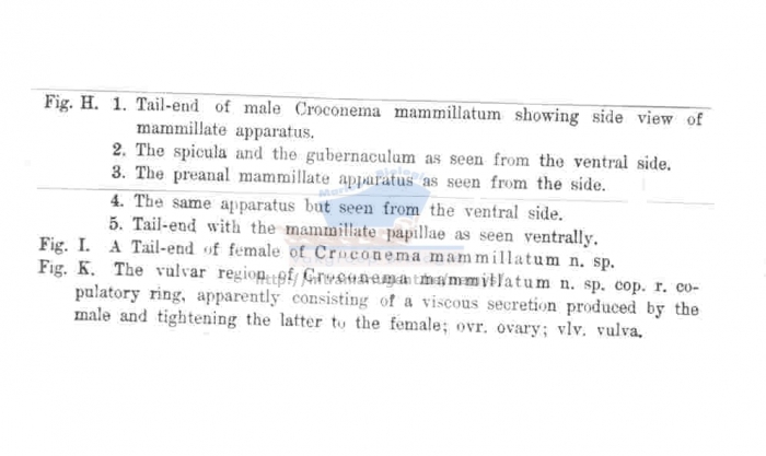 Croconema mammillatum