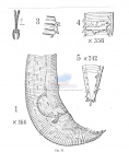 Croconema mammillatum