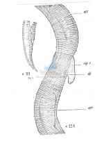 Croconema mammillatum