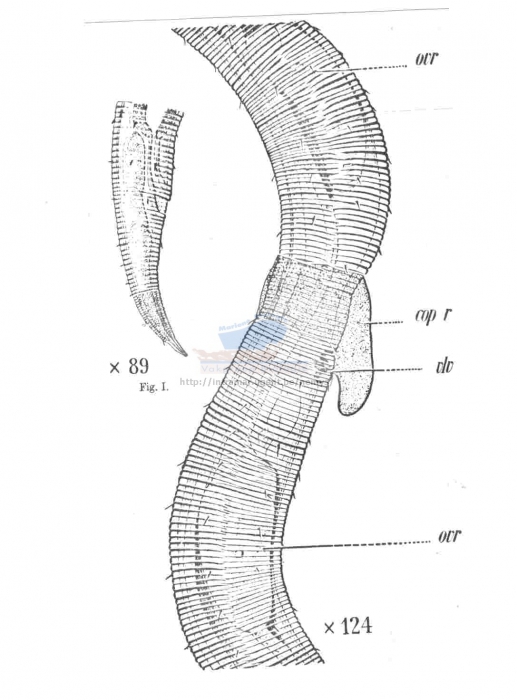 Croconema mammillatum