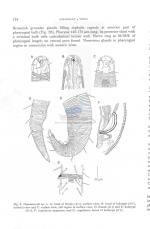 Croconema otti