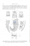 Nematode file-library of the Marine Biology Section (Ghent University, Belgium)
