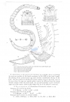 Nematode file-library of the Marine Biology Section (Ghent University, Belgium)