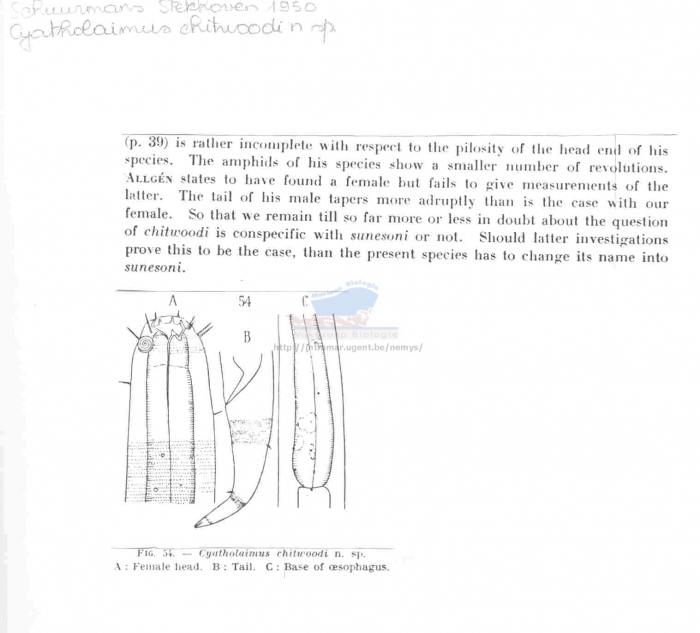 Cyatholaimus chitwoodi