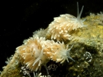 Nudibranchia