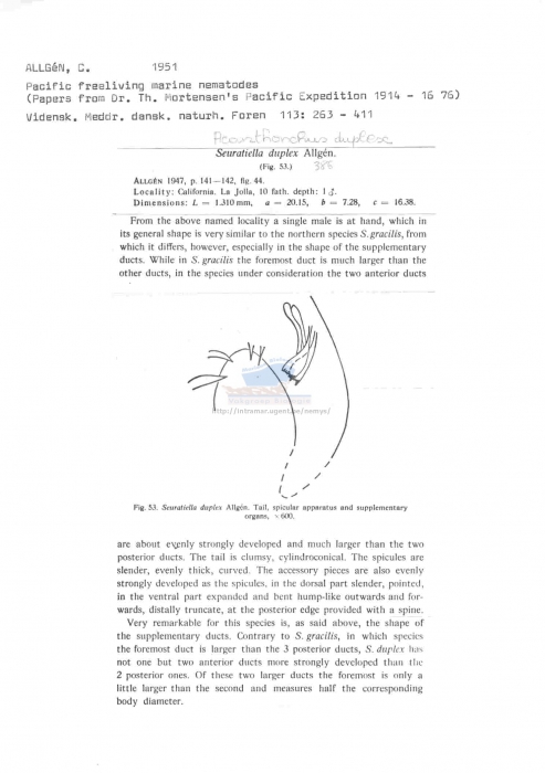 Acanthonchus duplex