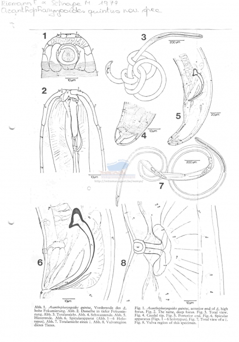 Acanthopharyngoides quintus