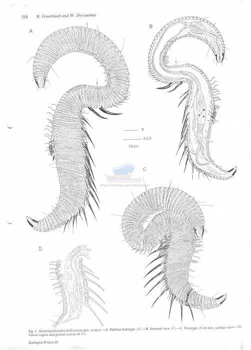 Akanthepsilonema helleouetae