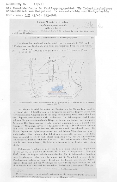 Amphimonohystera subtilis