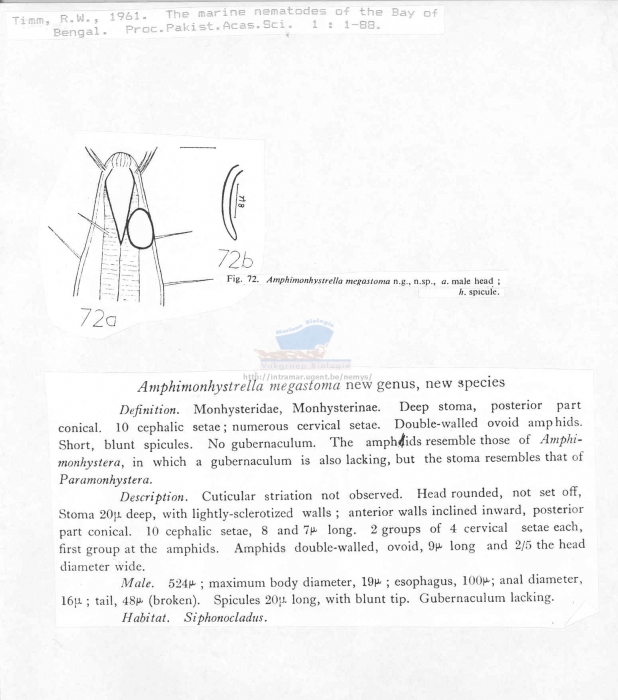 Amphimonohystrella megastoma