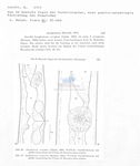 Nematode file-library of the Marine Biology Section (Ghent University, Belgium)