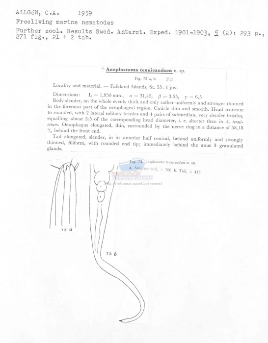 Anoplostoma tenuicaudum