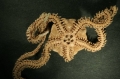 Echinodermata (echinoderms)