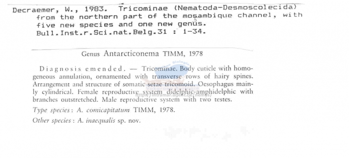 Antarcticonema