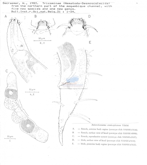 Antarcticonema comicapitatum