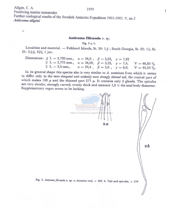 Anticoma fillicauda