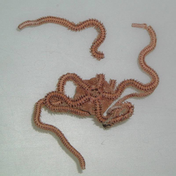 Amphiura sundevalli Amphiura sundevalli