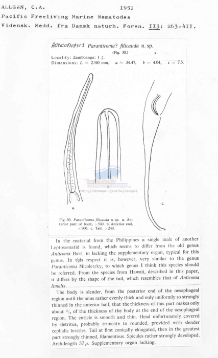 Anticomopsis filicauda