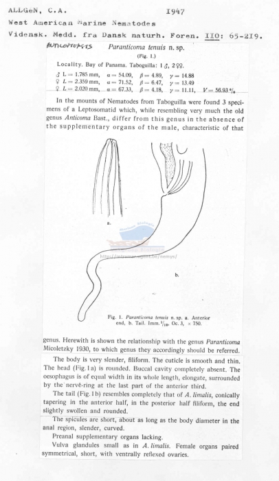 Anticomopsis tenuis