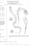 Apenodraconema chlidosis