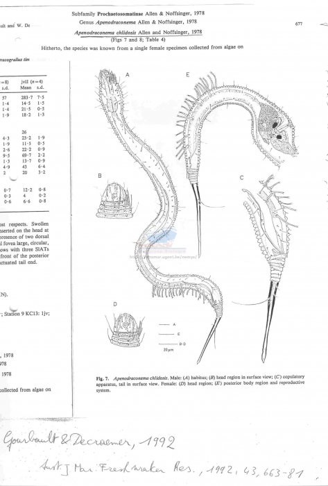 Apenodraconema chlidosis