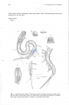 Apenodraconema chlidosis