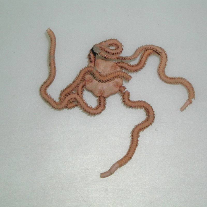 Amphiura sundevalli Amphiura sundevalli
