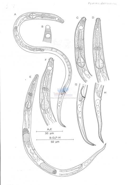 Aponema decraemerae