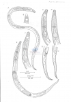 Nematode file-library of the Marine Biology Section (Ghent University, Belgium)