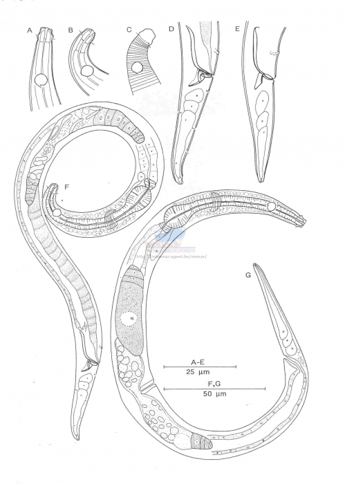 Aponema mnazi