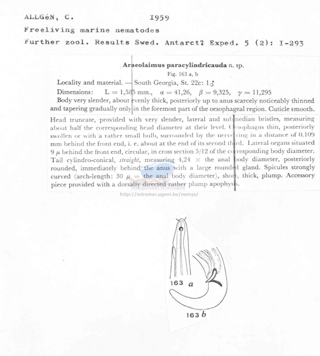 Araeolaimus paracylindricauda