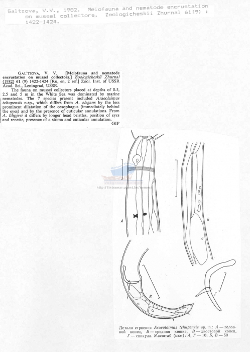 Araeolaimus tchupensis