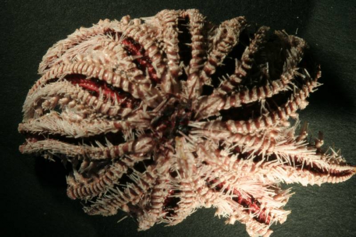 Crossaster papposus Crossaster papposus