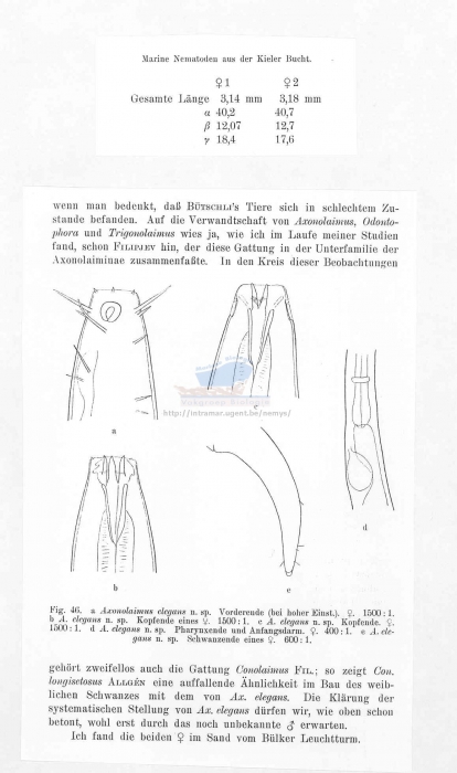 Axonolaimus elegans