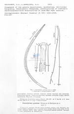 Axonolaimus geminus