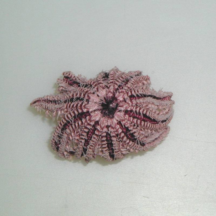 Crossaster papposus Crossaster papposus