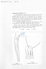 Axonolaimus versiliensis