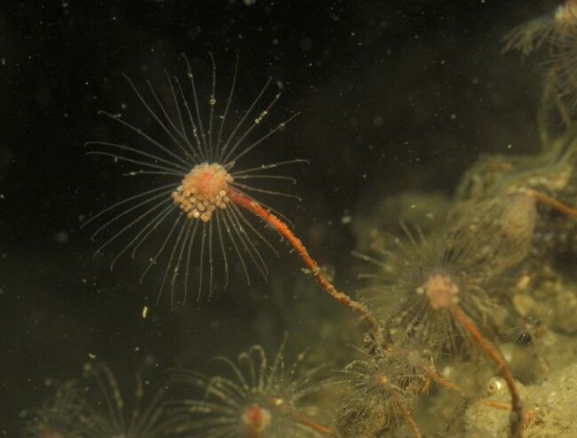 Tubularia indivisa Linnaeus, 1758 Tubularia indivisa Linnaeus, 1758