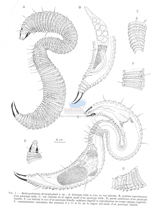 Bathyepsilonema dermoglyphum