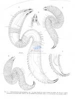 Bathyepsilonema dermoglyphum