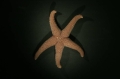 Echinodermata (echinoderms)